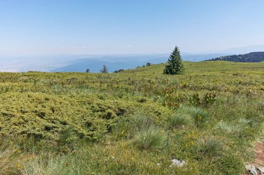 Bulgaristan 'ın Sofya Şehir Bölgesi' nin Kamen Del zirvesi yakınlarındaki Vitosha Dağı 'nın yaz manzarası