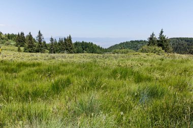 Bulgaristan 'ın Sofya Şehir Bölgesi' nin Kamen Del zirvesi yakınlarındaki Vitosha Dağı 'nın yaz manzarası
