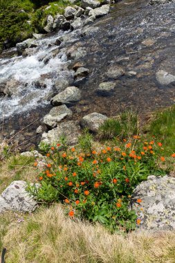 Bulgaristan 'ın Popovo Gölü yakınlarındaki Pirin Dağı' nın İnanılmaz Yaz Manzarası