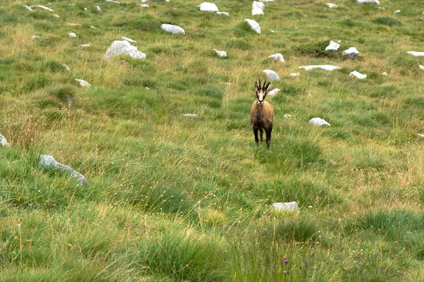 Vista Incrível Verão Montanha Pirin Perto Pico Vihren Bulgária — Fotografia de Stock