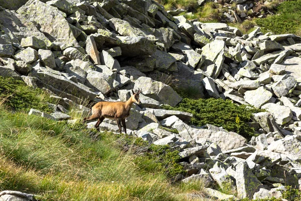 Increíble Vista Verano Montaña Pirin Cerca Del Pico Vihren Bulgaria — Foto de Stock