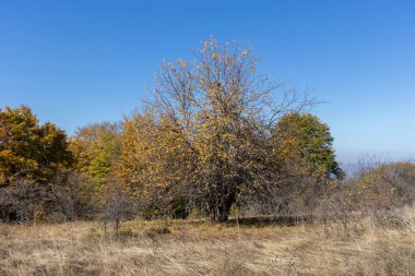 Bulgaristan 'ın Pernik bölgesindeki Erul Dağı' nın İnanılmaz Sonbahar Manzarası
