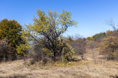 Bulgaristan 'ın Pernik bölgesindeki Erul Dağı' nın İnanılmaz Sonbahar Manzarası