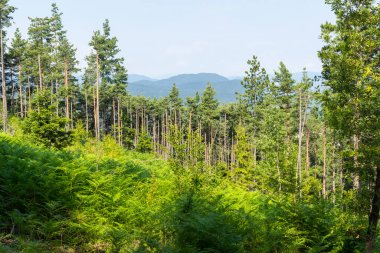 Bulgaristan 'ın Rodop Dağları' ndaki tanrı Sabazios 'a adanmış Eski Tapınak Belintash' ın yaz manzarası