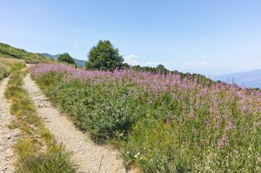 Bulgaristan 'ın Blagoevgrad bölgesindeki Belasitsa Dağı' nın şaşırtıcı yaz manzarası
