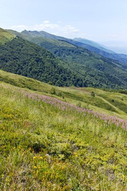 Bulgaristan 'ın Blagoevgrad bölgesindeki Belasitsa Dağı' nın şaşırtıcı yaz manzarası