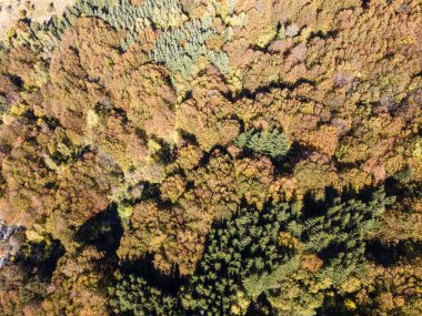 Bulgaristan 'ın Sofya kentindeki Vitosha Dağı' nın şaşırtıcı Sonbahar manzarası