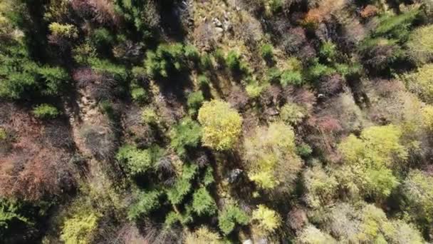 Amazing Aerial Autumn Vitosha Mountain Bulgaria — Stock Video