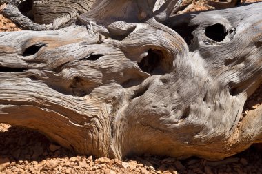 bükülmüş güdük
