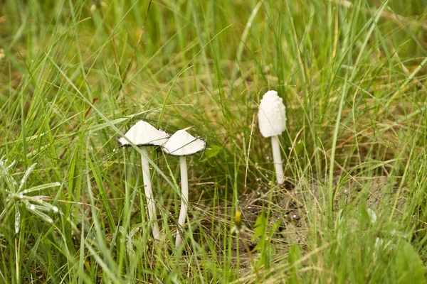 Fairyland Mushrooms — Stock Photo, Image