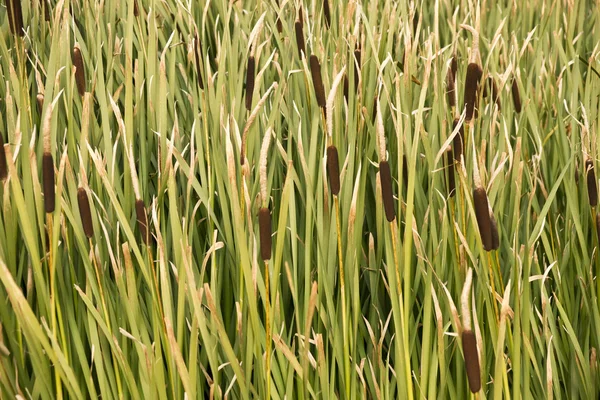A Forest of Cattails — Stock Photo, Image