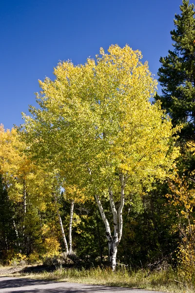 Golden őszi Aspen fa — Stock Fotó
