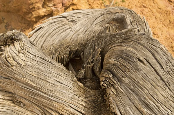 Ceppo albero ritorto contro arenaria — Foto Stock