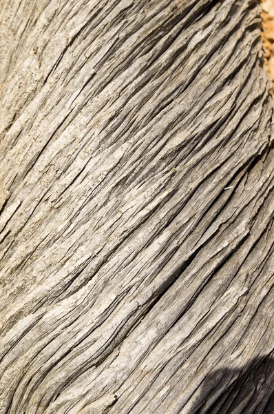 Log textura — Fotografia de Stock