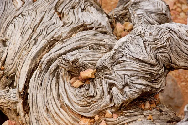 くねった木切り株および砂岩 — ストック写真