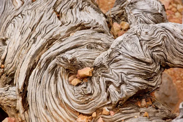 Gnarled árbol tocón y piedra arenisca —  Fotos de Stock