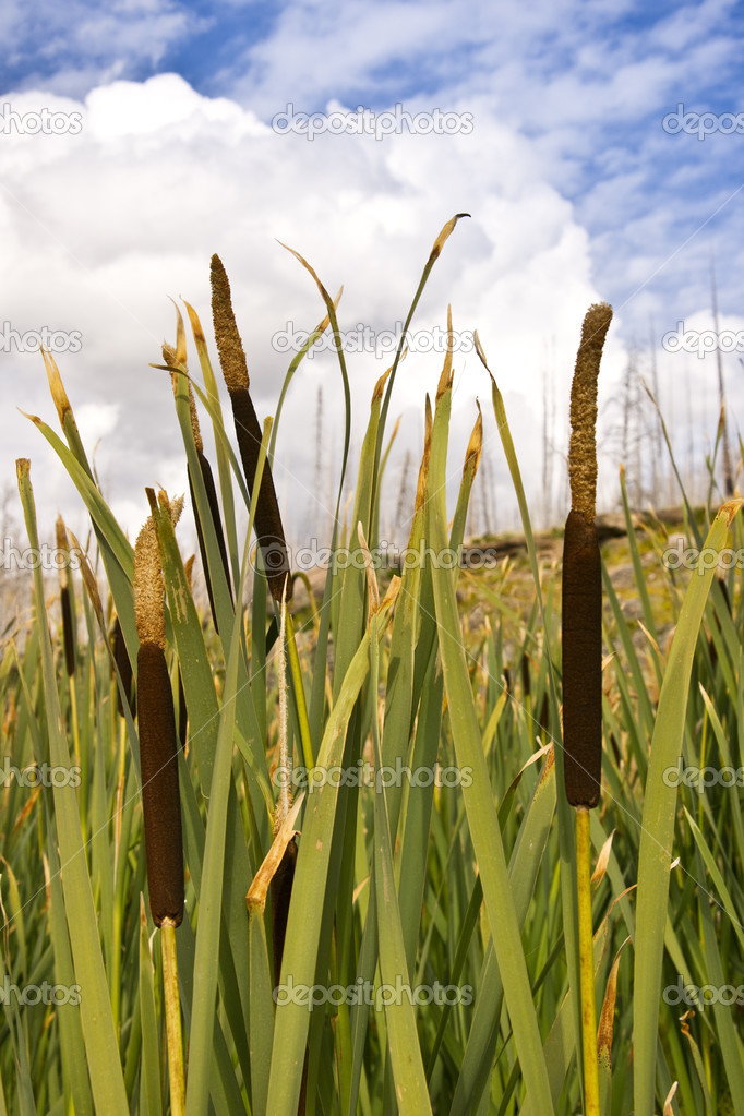 Cattails, Sky and Clouds
