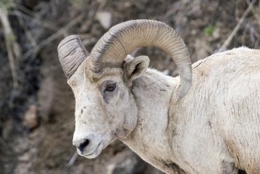 Bighorn koyun portre