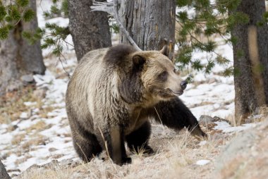 Grizzly Bear in the Wild clipart