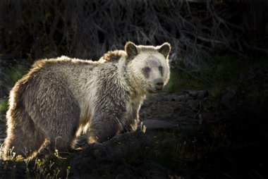 Silvertip Grizzly Bear clipart