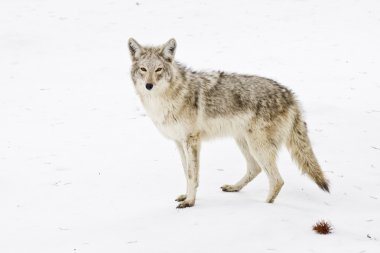 Wary Coyote & Winter Snow clipart