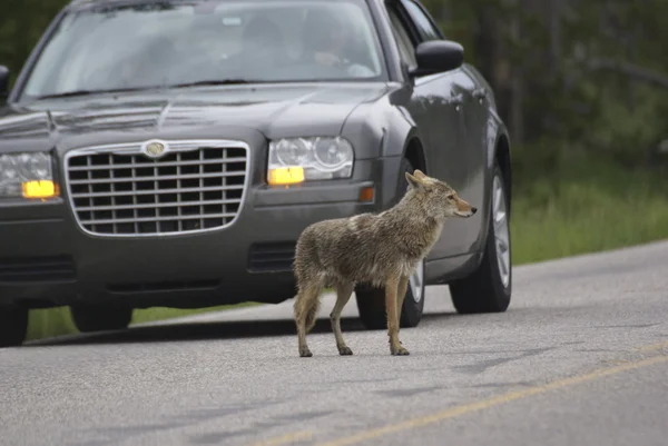 Jaywalking Coyote — Stock Photo, Image