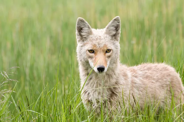 El embaucador del coyote — Foto de Stock