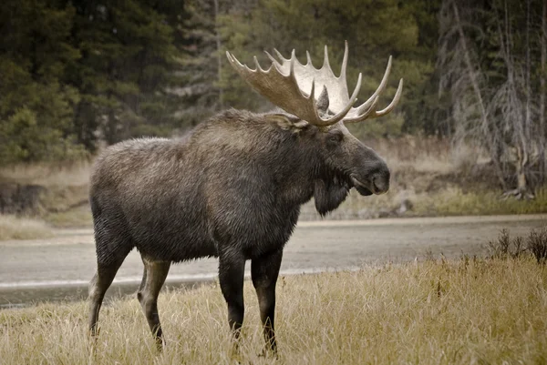 Moose snake river yanında — Stok fotoğraf