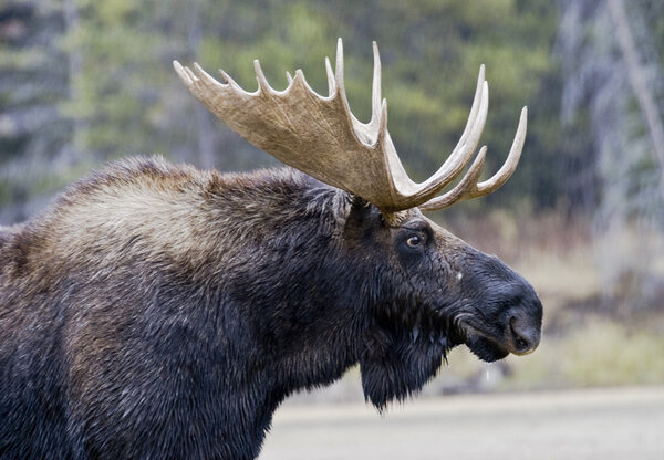 Great Moose Portrait