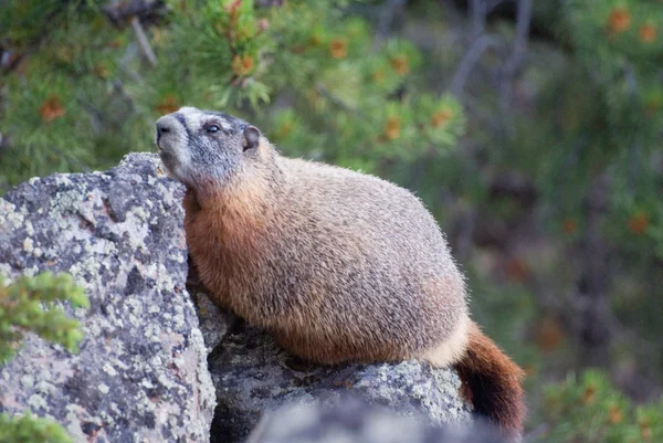 Yellow-Bellied Marmot — Stock Photo, Image