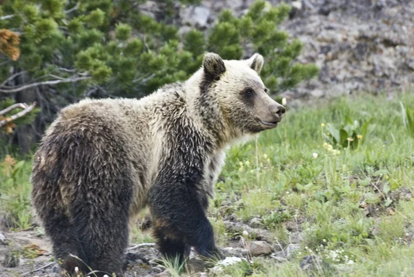 Dunraven Grizzly Bear 2 — Stock Photo, Image