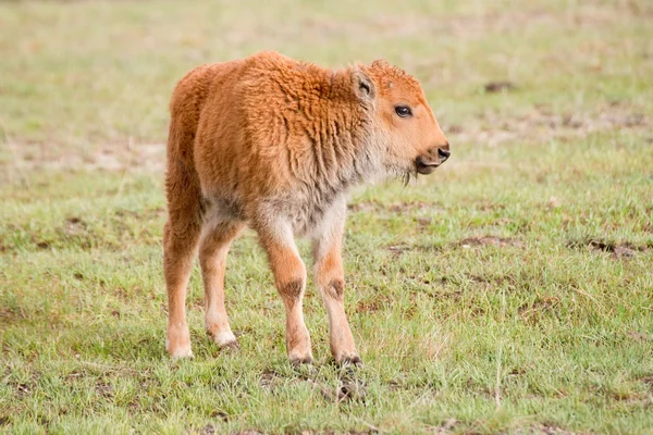 Red Dog — Stock Photo, Image