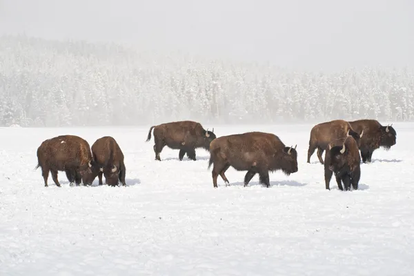 Troupeau de buffles d'hiver — Photo