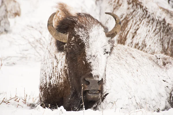 Bisonte na tempestade de inverno — Fotografia de Stock