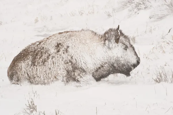 Bisonte en tormenta de invierno — Foto de Stock