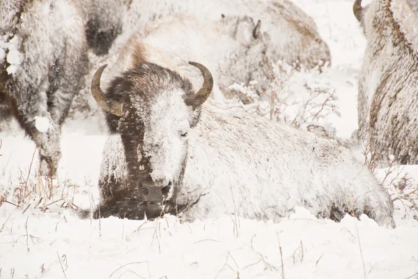 Bison dans la tempête hivernale — Photo