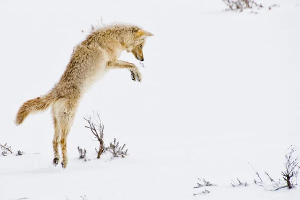Coyote concentratie — Stockfoto