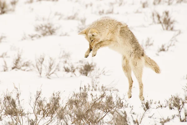 Sturzender Kojote — Stockfoto