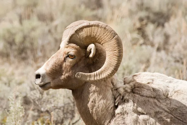 Ovce tlustorohá hrdý — Stock fotografie