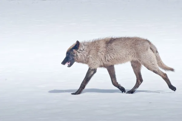 Lobo de invierno — Foto de Stock