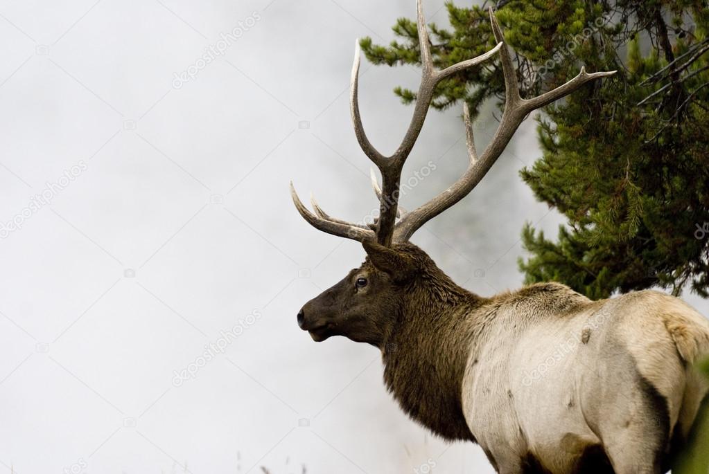 Bull Elk in Geyser Mist