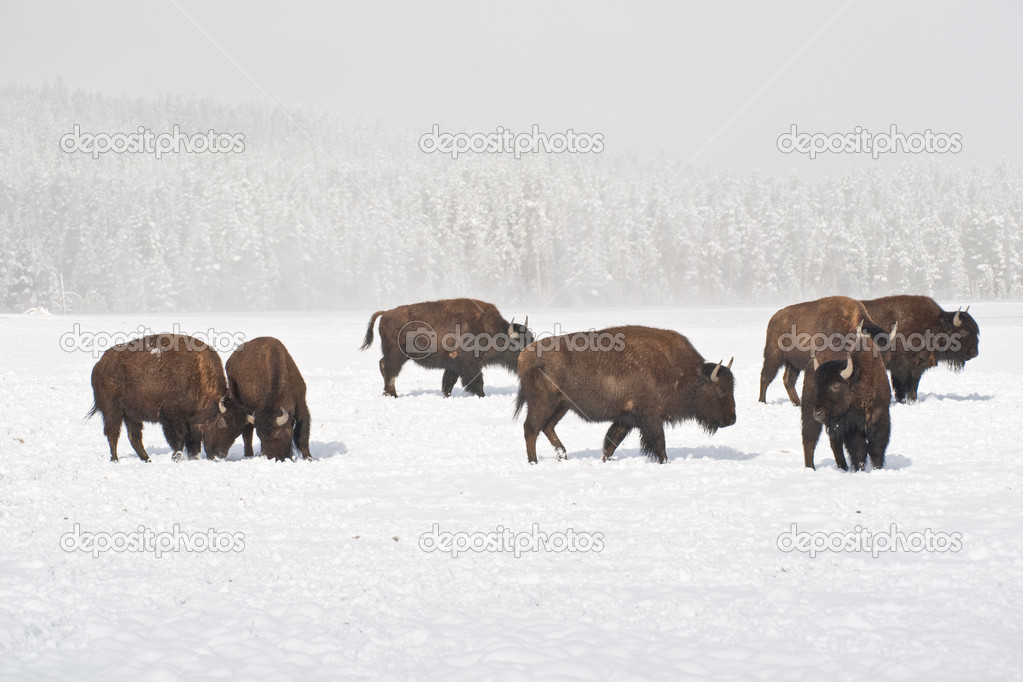 Winter Buffalo Herd