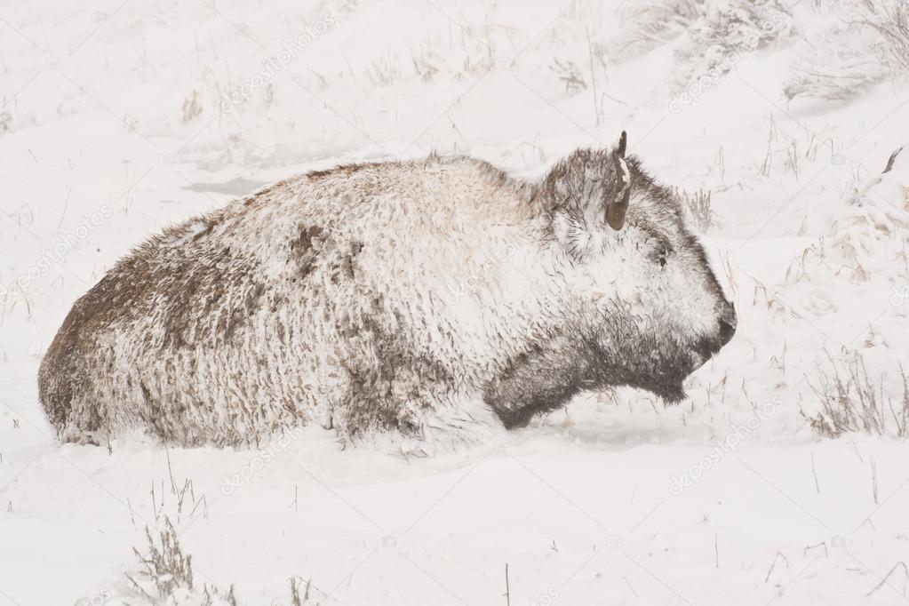 Bison in Winter Storm