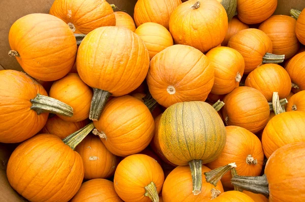 Pumpkin Harvest — Stock Photo, Image