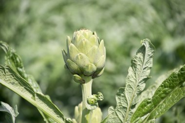 muhteşem enginarları hasat bekliyor