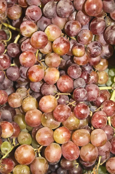 Une abondance de raisins rouges — Photo