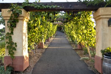 Arbor bir bağ olarak