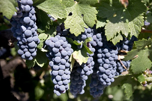 Uvas vermelhas na videira — Fotografia de Stock