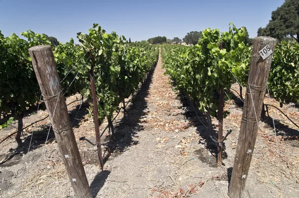 Vineyard at a Winery — Stock Photo, Image