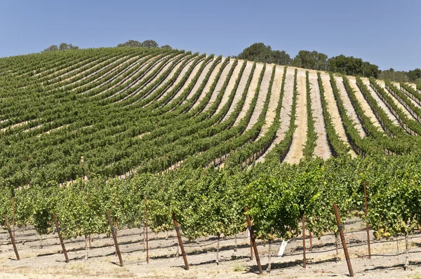 The Hills of Paso Robles Stock Image